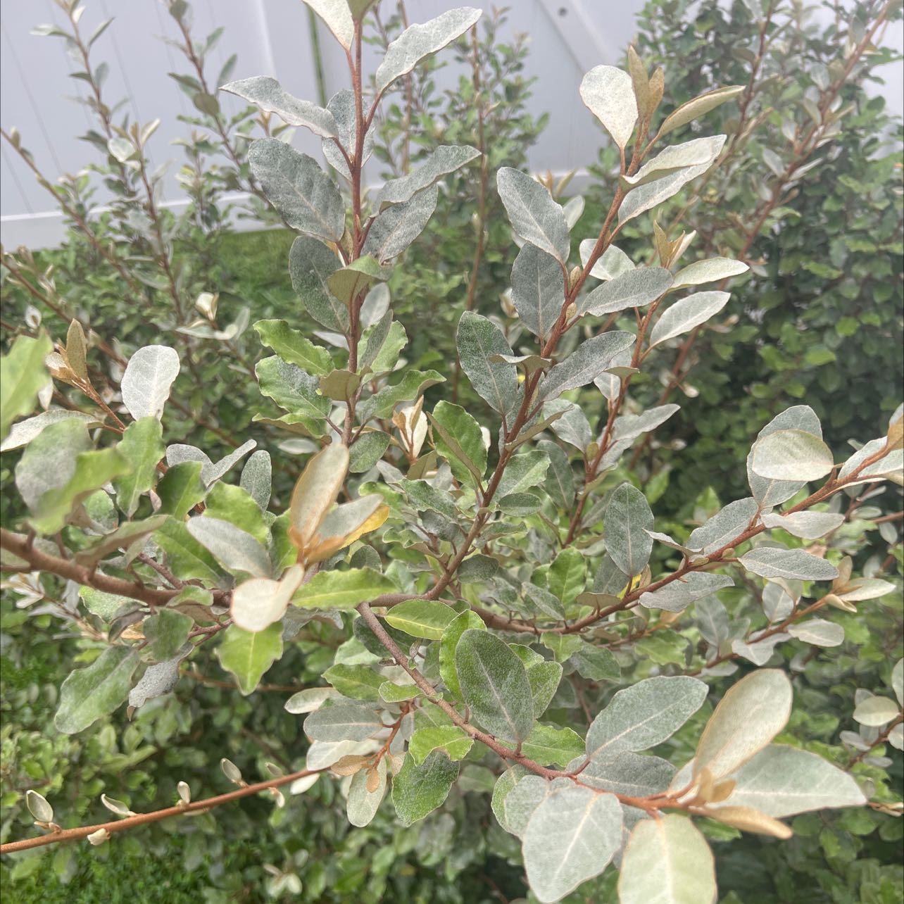 Plant care for Elaeagnus x liukiuensis on Greg, the plant care app