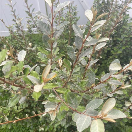 Photo of the plant species Autumn Olive by Ashhuff22 named Zion on Greg, the plant care app