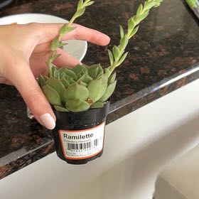 Photo of the plant species Echeveria 'Ramillete' by @CoolHaworthia named Ramona (2) on Greg, the plant care app