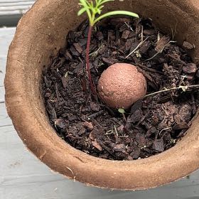 Photo of the plant species Butterfly Bush by @AngelJellybeans named Kobe on Greg, the plant care app