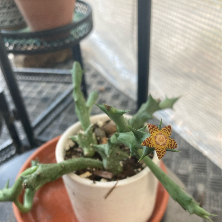 Photo of the plant species shrimp clamp by @Artistic_Stoner named Fernie Mac on Greg, the plant care app