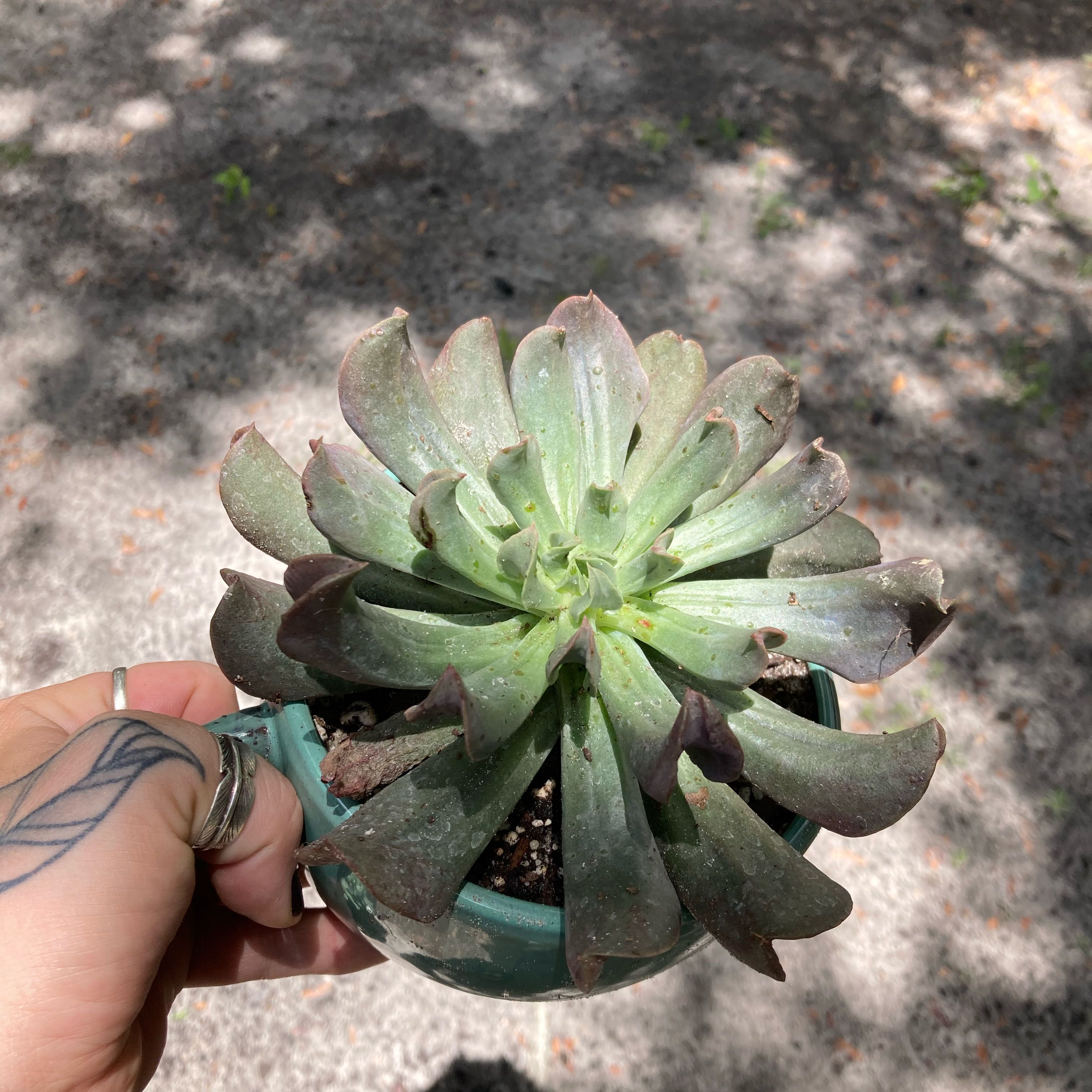 Photo of the plant species Dark Vader Echeveria by @Artistic_Stoner named Duke on Greg, the plant care app