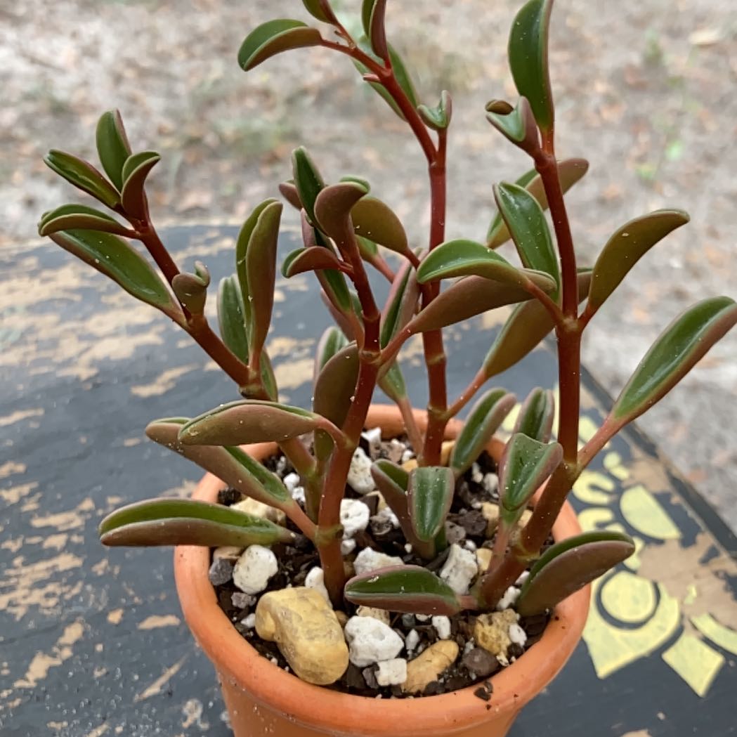 Photo of the plant species Peperomia Ruby Glow by @Artistic_Stoner named Bella on Greg, the plant care app