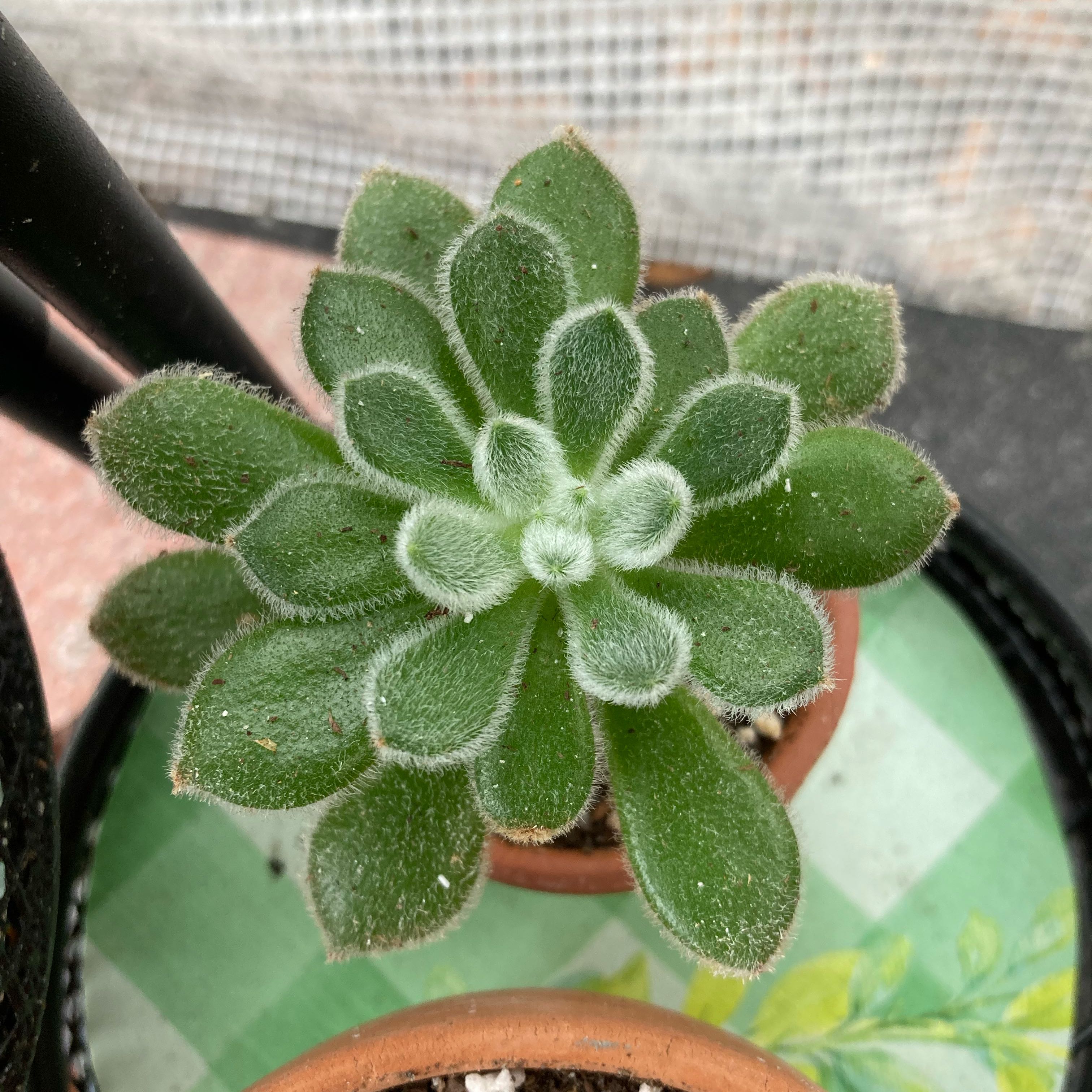 Photo of the plant species Woolly Rose by @Artistic_Stoner named Sanders on Greg, the plant care app
