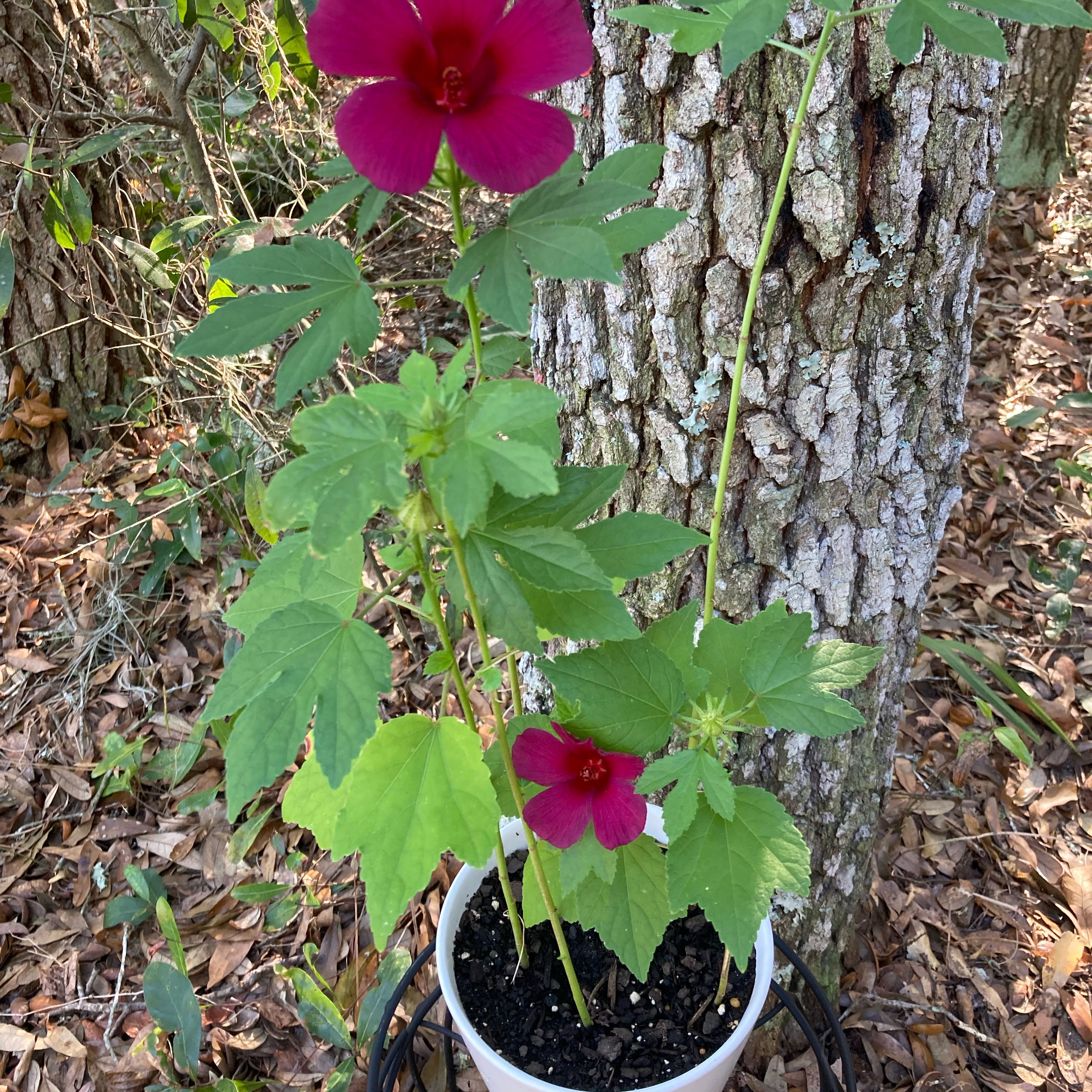 Photo of the plant species Monarch Rosemallow by @Artistic_Stoner named Kesha on Greg, the plant care app