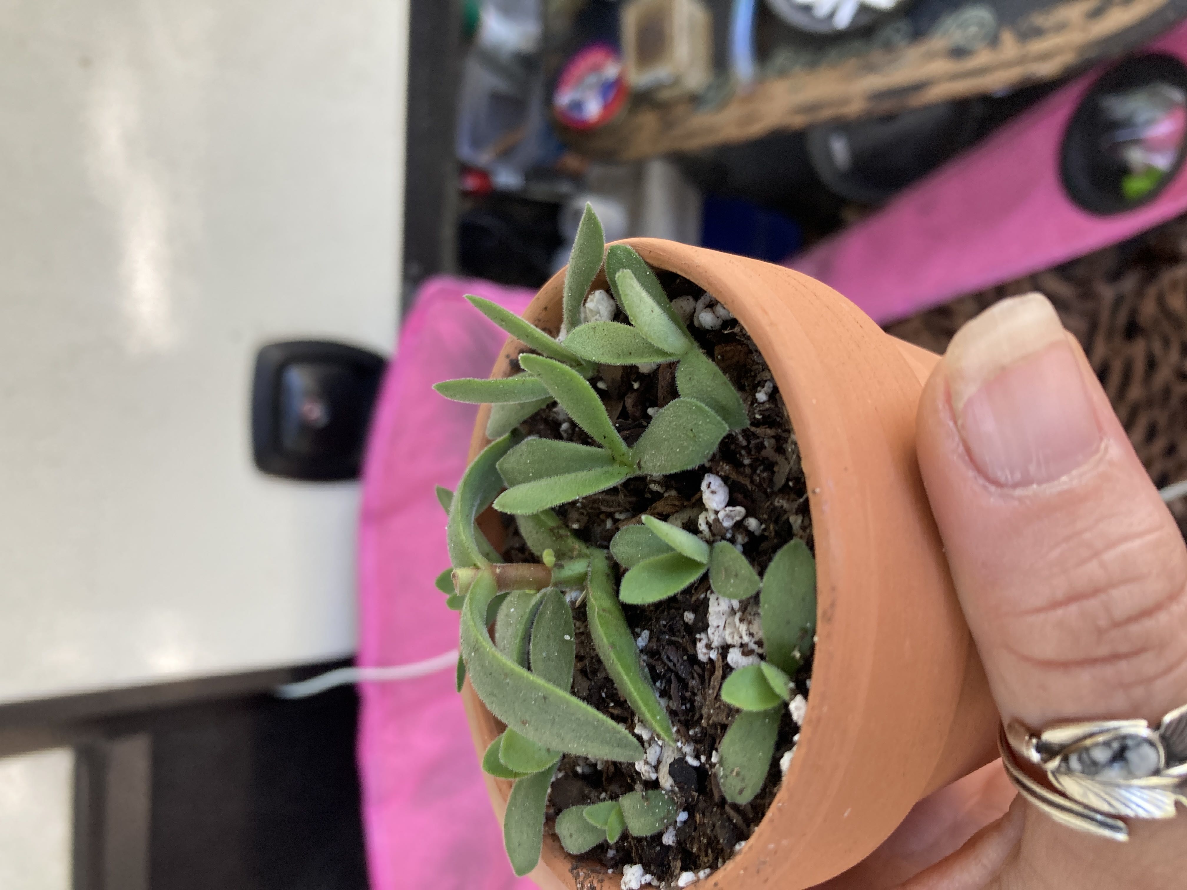 Photo from the post