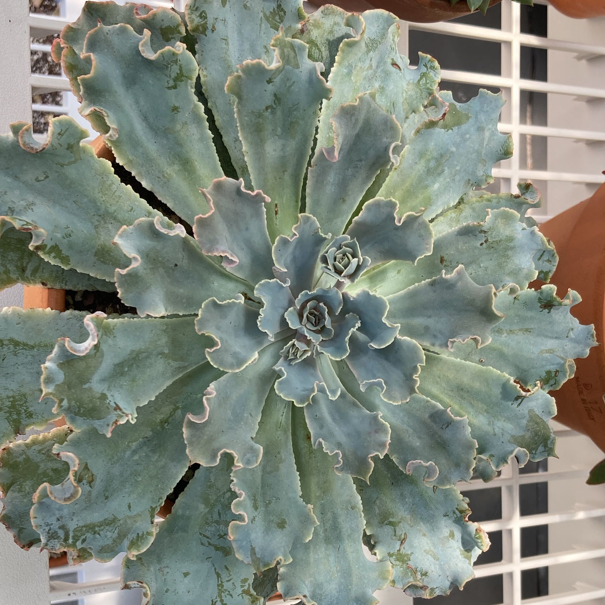 Photo of the plant species Echeveria 'Blue Frills' by @Artistic_Stoner named Miley on Greg, the plant care app