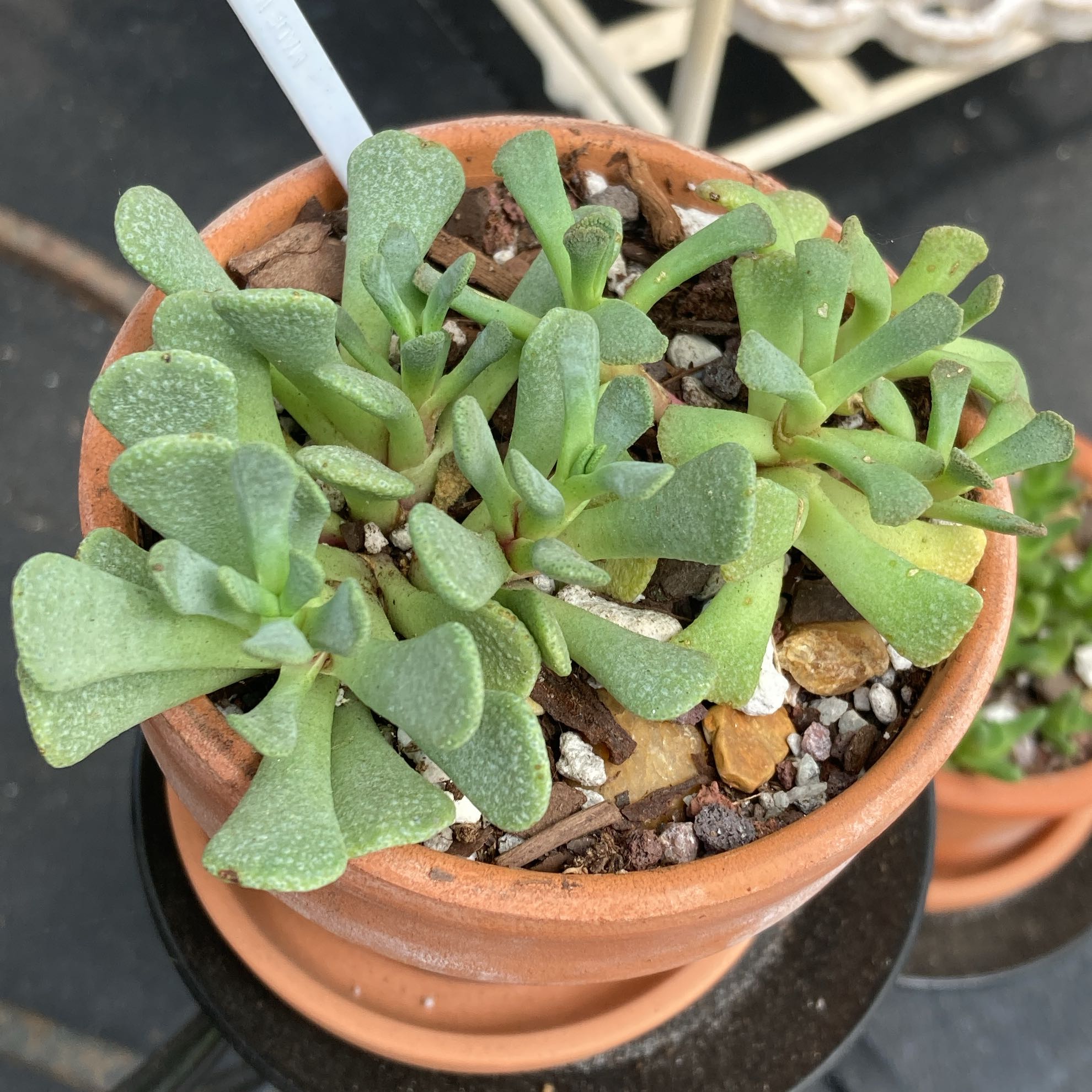 Photo of the plant species Spoon-Leafed Aloinopsis by @Artistic_Stoner named LiloStitch on Greg, the plant care app