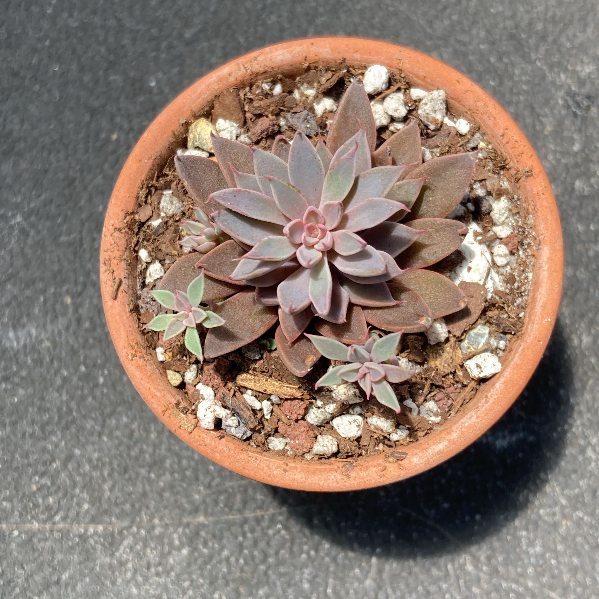 Photo of the plant species San Francisco River Leatherpetal by @Artistic_Stoner named Sherlock on Greg, the plant care app