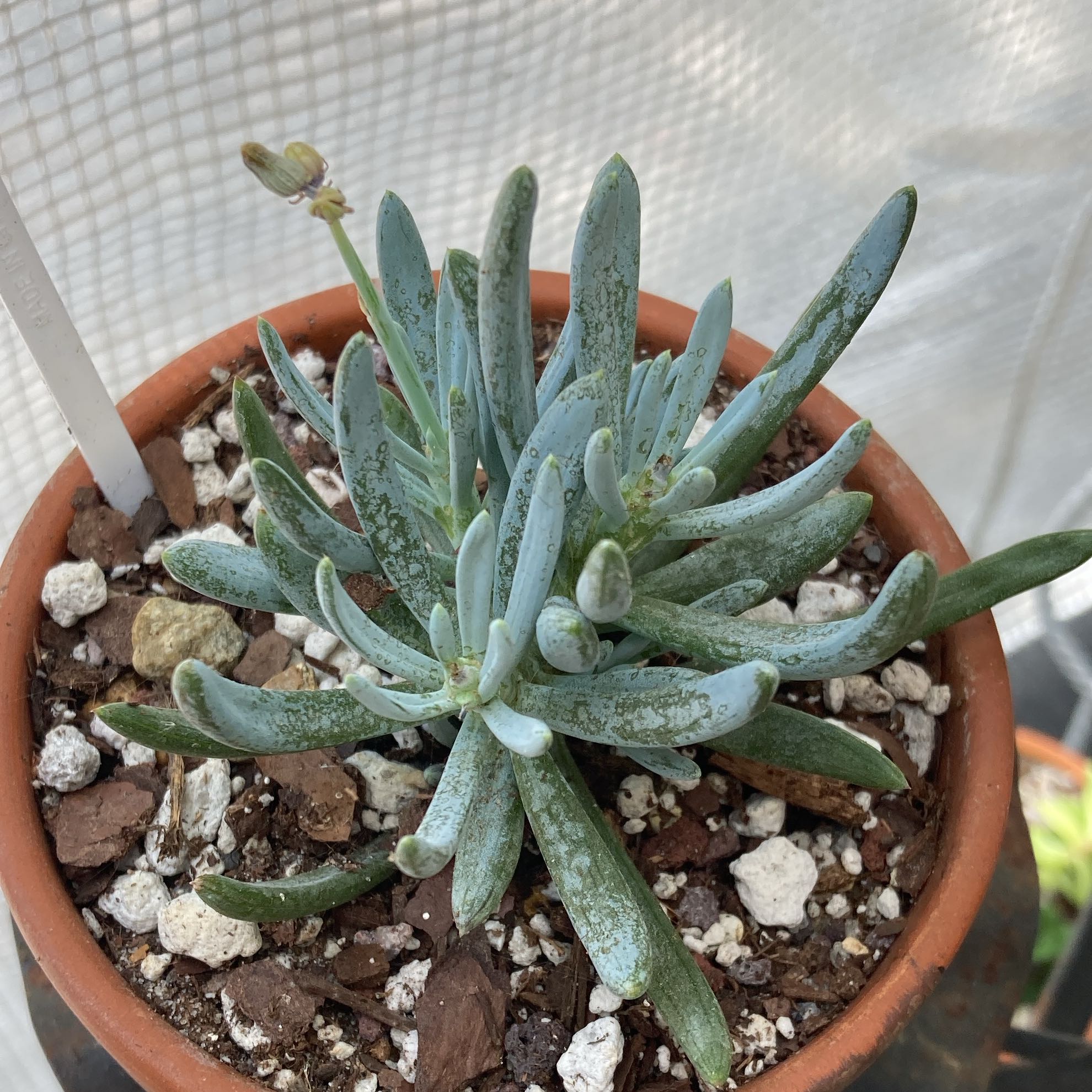 Photo of the plant species Blue Chalksticks by @Artistic_Stoner named Mando on Greg, the plant care app