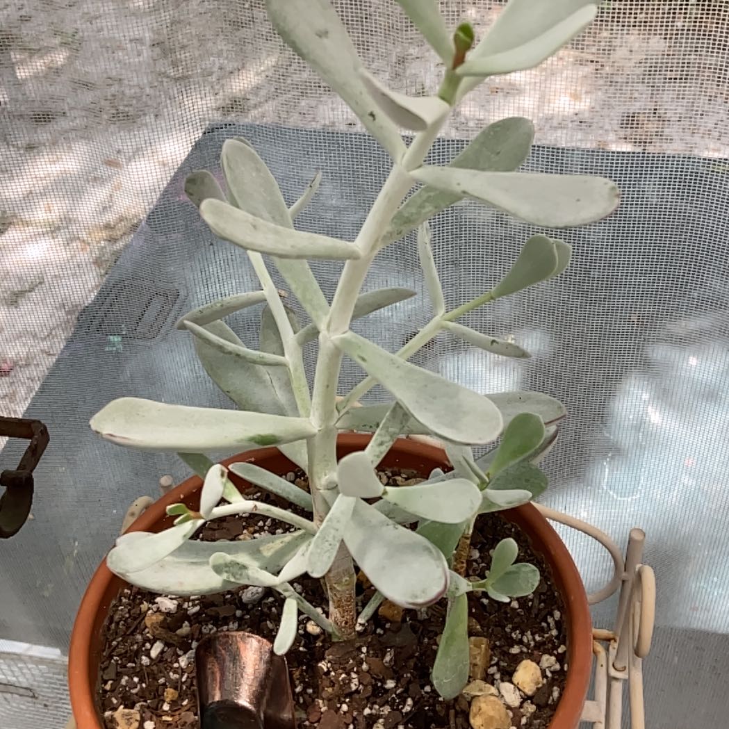 Photo of the plant species Cotyledon 'Silver Peak' by @Artistic_Stoner named Zeus on Greg, the plant care app