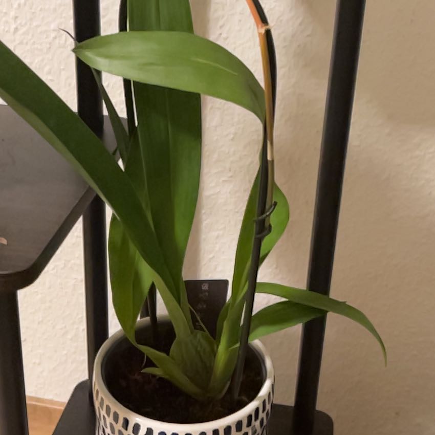 Photo of the plant species Oncostele 'Hilo' by @LightBrushbox named Lily on Greg, the plant care app