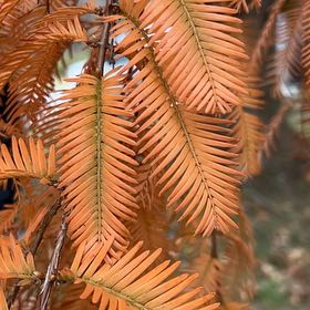 Photo of the plant species Dawn Redwood by @SirTurtlevine named Luna on Greg, the plant care app