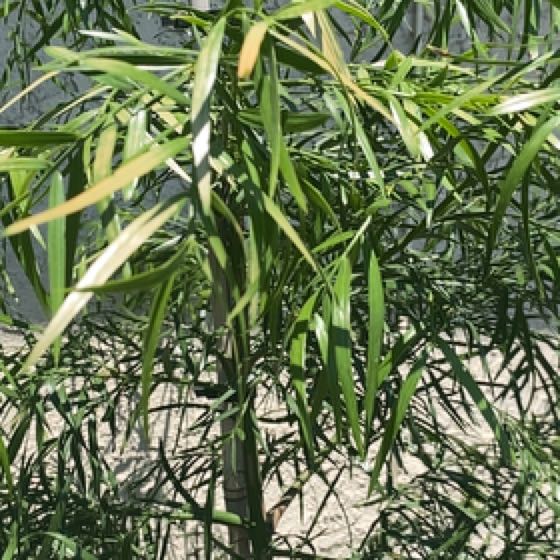 Photo of the plant species Conifer by @SubtleLuscious named Gobi on Greg, the plant care app