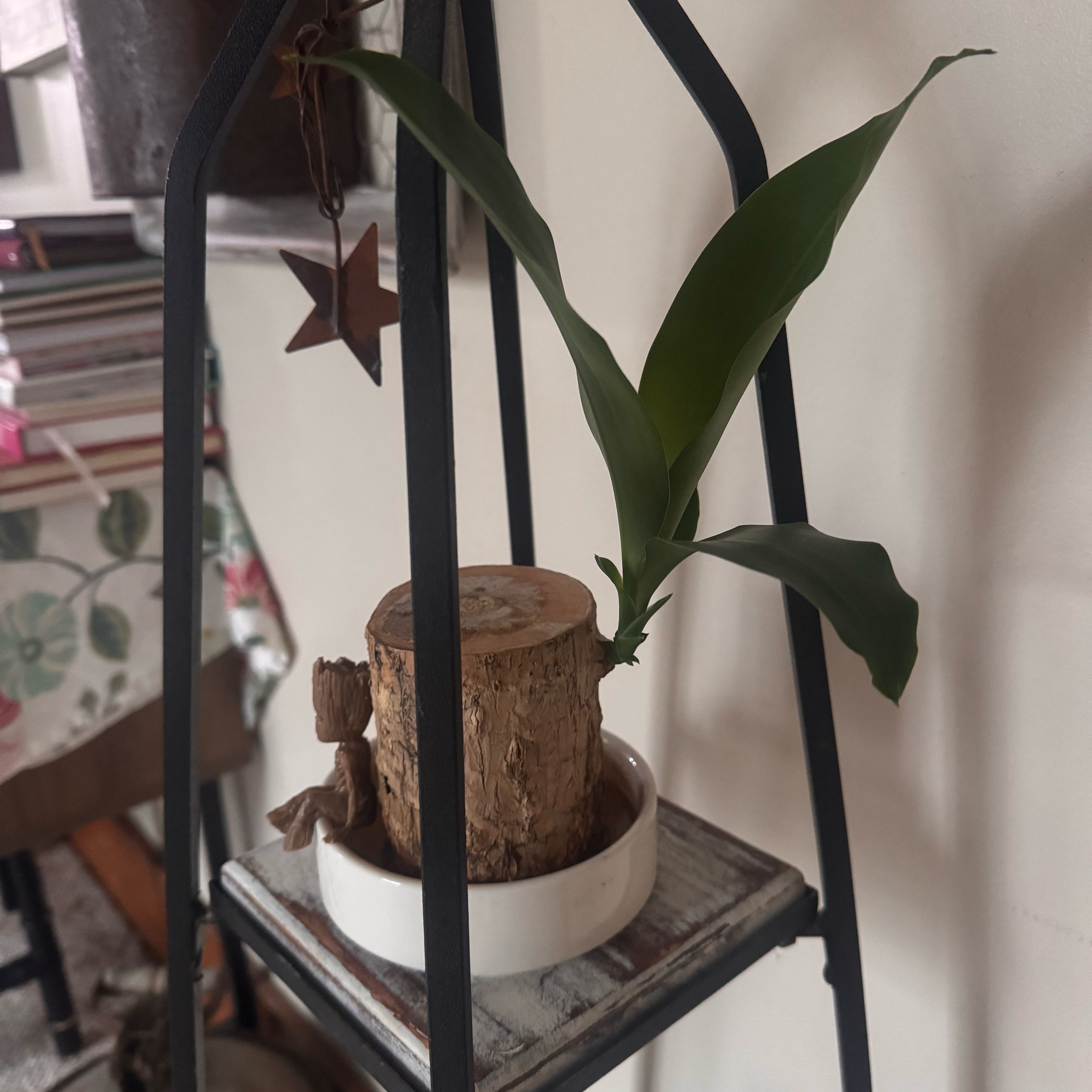 Photo of the plant species Wood Plant by @MrsB23 named Eva on Greg, the plant care app