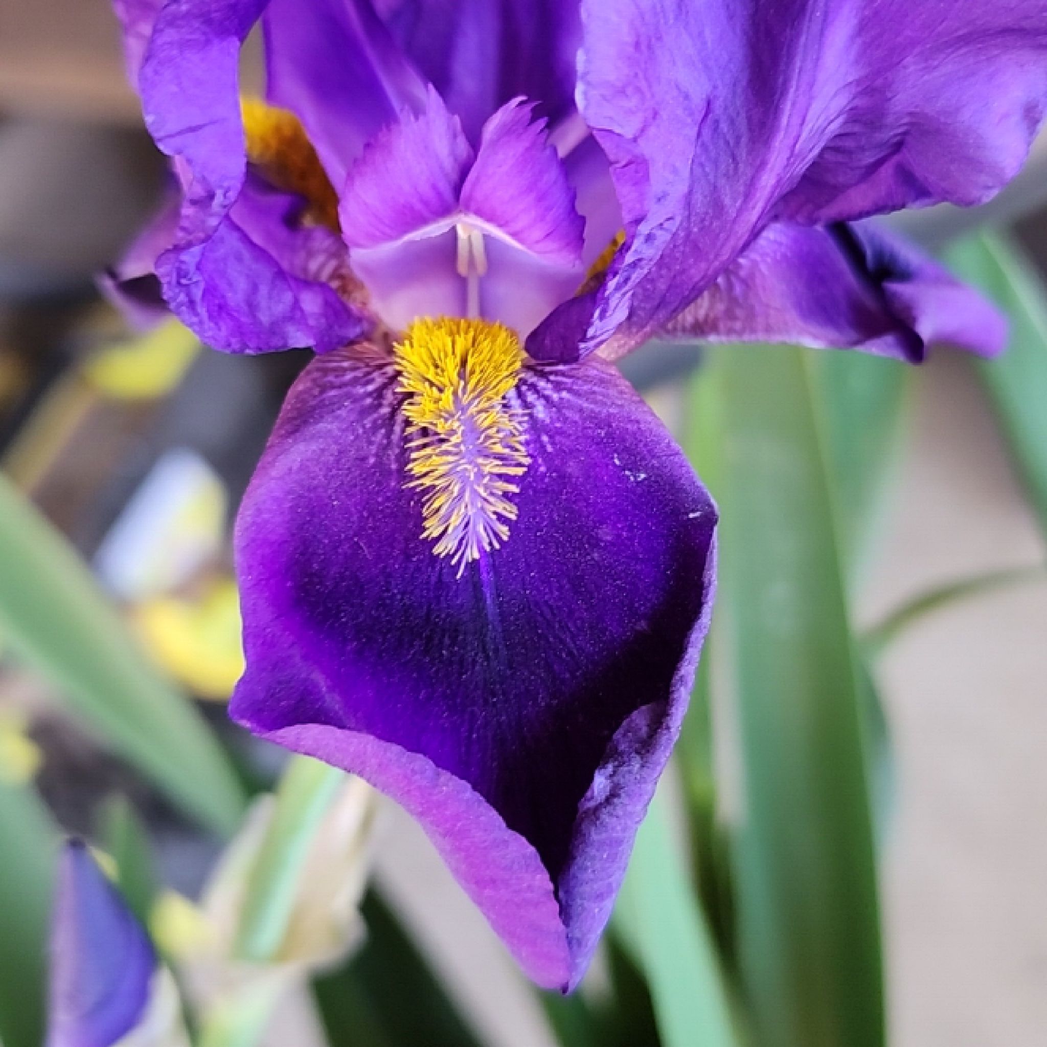 Close-up of a vibrant purple Crimean Iris flower with yellow and white markings.