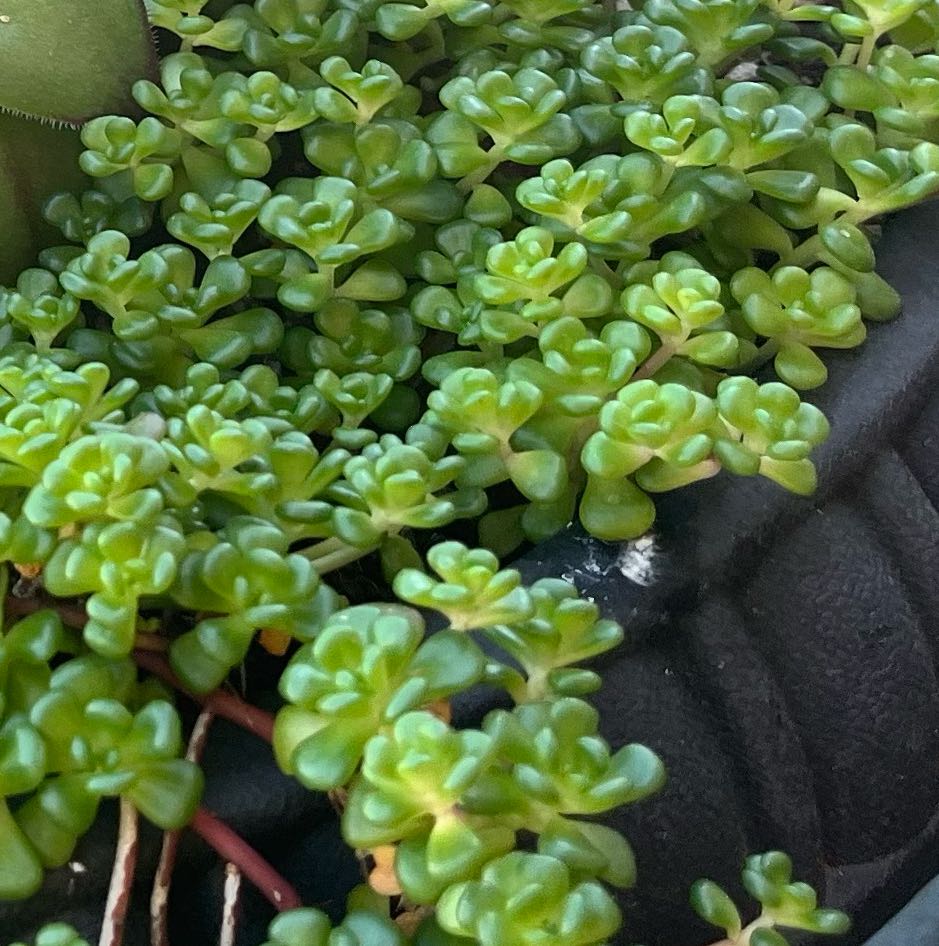 Healthy Oregon Stonecrop plant with vibrant green leaves.