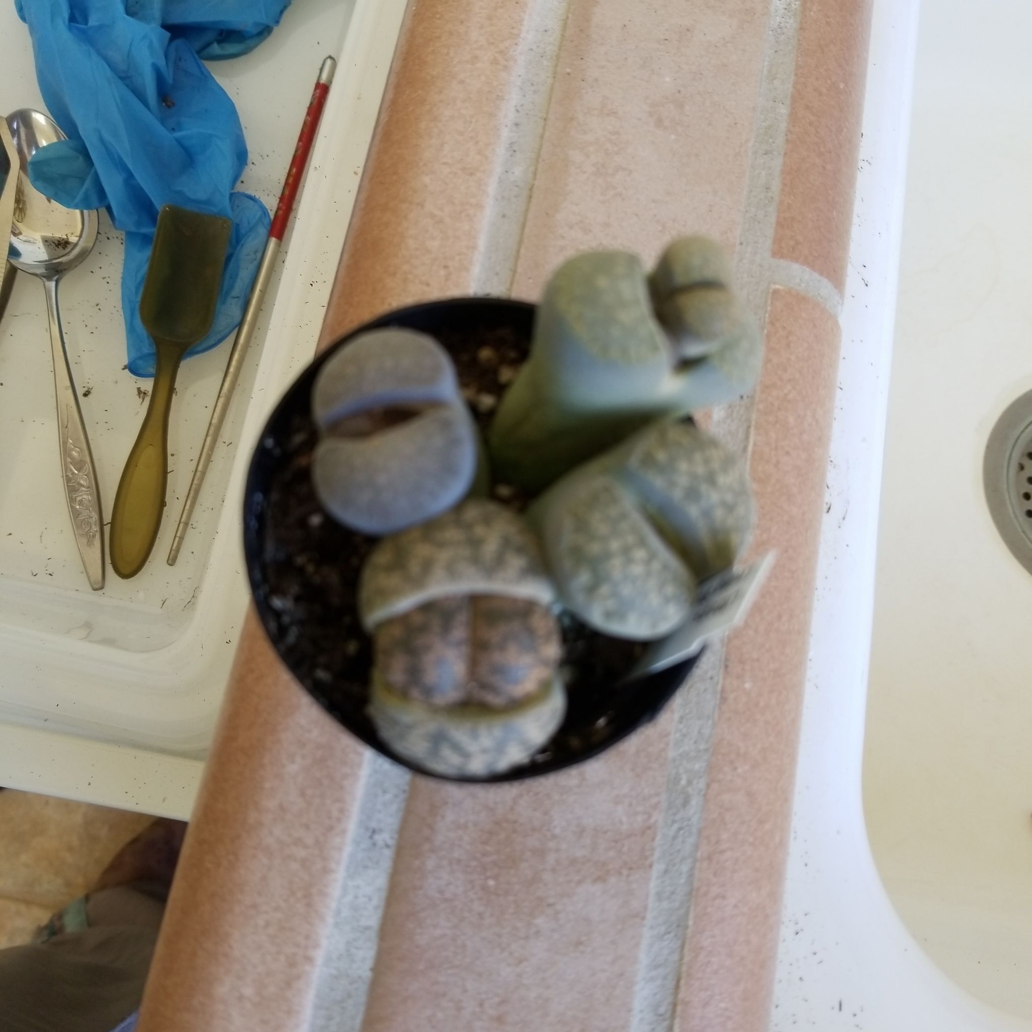 Photo of the plant species Living Stones by @SupremeSourwood named Lithops on Greg, the plant care app