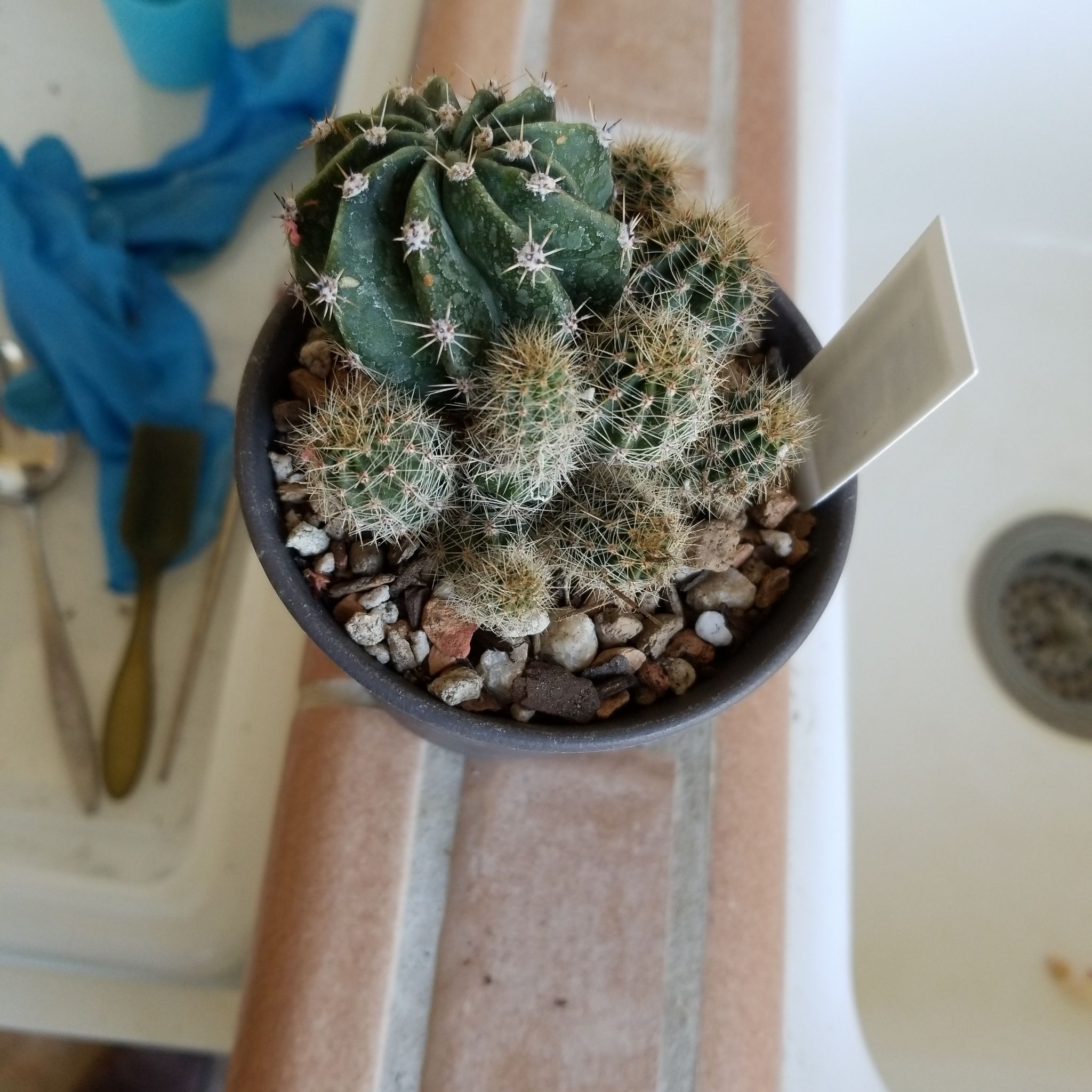 Photo of the plant species Echinopsis eyriesii by @SupremeSourwood named Sea Urchin on Greg, the plant care app