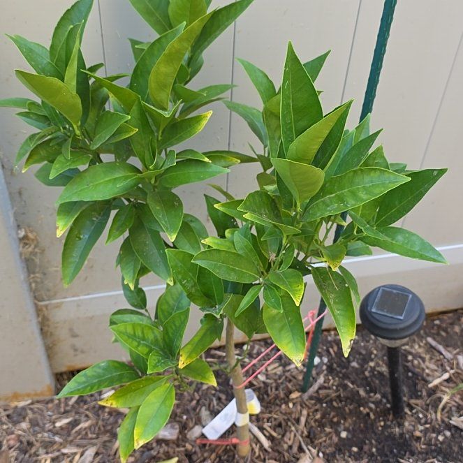 Photo of the plant species Blood Orange by @ProminentGrass named da Vinci on Greg, the plant care app