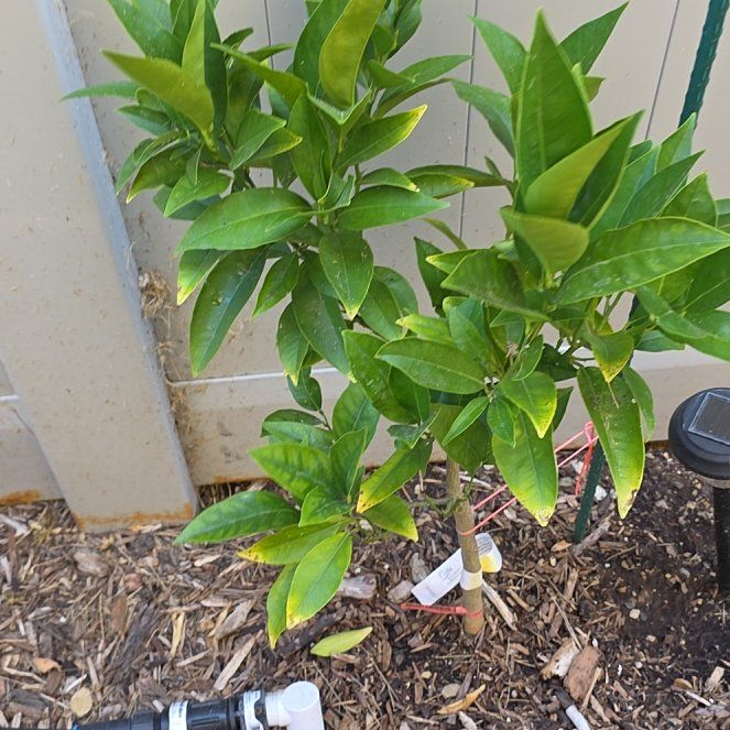 Photo of the plant species Blood Orange by @ProminentGrass named Beckham on Greg, the plant care app