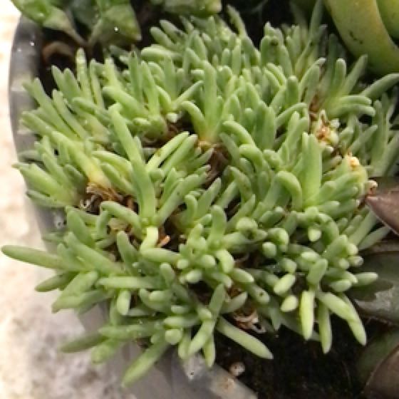 Photo of the plant species Assorted Delosperma by @MotherDeathcap named Delosperma Spp. on Greg, the plant care app