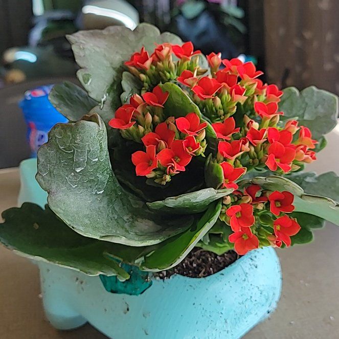 Photo of the plant species Kalanchoe blossfeldiana 'Purple-Red' by @CaptainCidergum named Winston on Greg, the plant care app