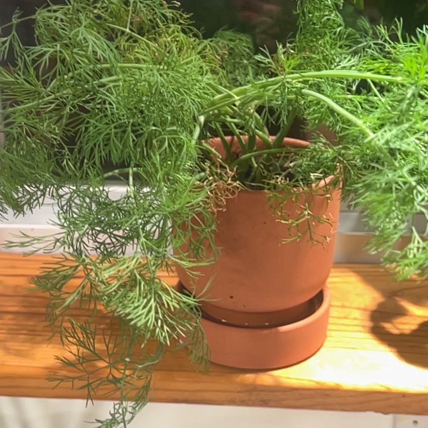 Photo of the plant species Bouquet Dill by @ZestySoftarnica named Zion on Greg, the plant care app