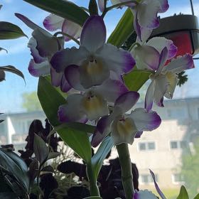 Photo of the plant species Bamboo Orchid by @ChirpyQuincula named Scarlett on Greg, the plant care app