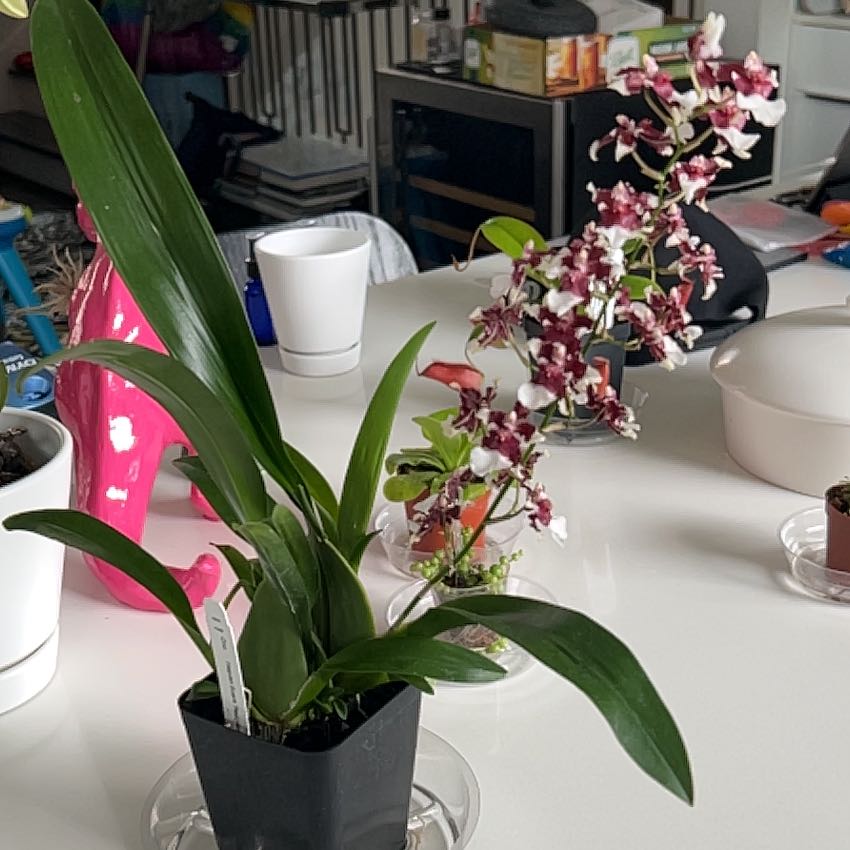 Photo of the plant species Heaven Scent Redolence Orchid by @GoodyFalseagave named Brownie on Greg, the plant care app
