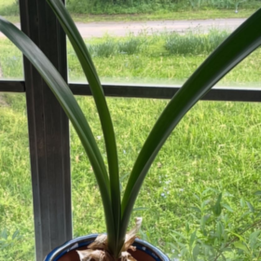 Photo of the plant species Hippeastrum 'White Nymph' by @WarmSwitchcane named Beyonce on Greg, the plant care app