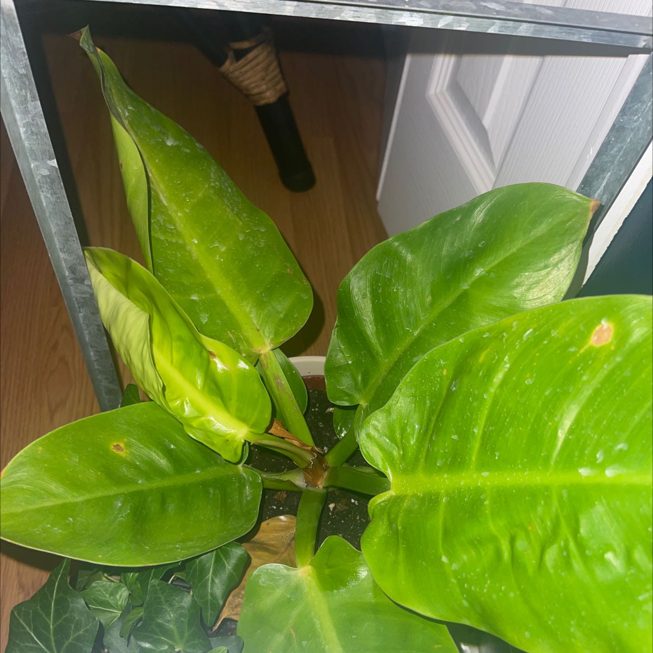 Healthy Blushing Philodendron with large, glossy green leaves. Plant is indoors and well-framed in the image.