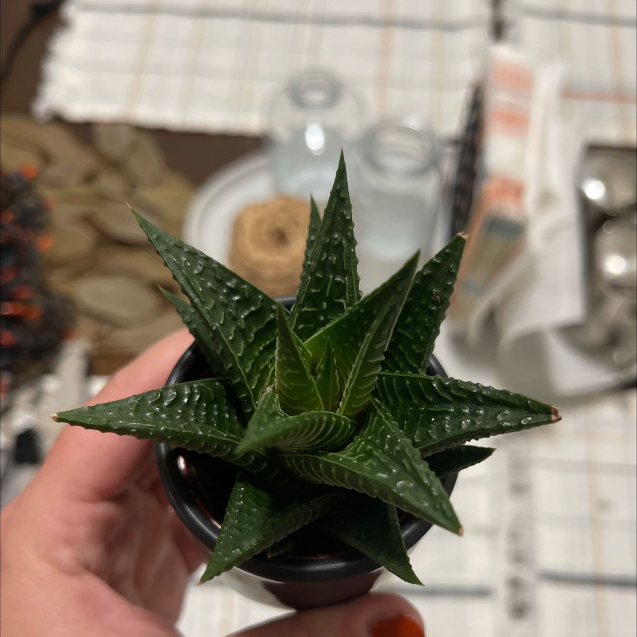 Healthy Aloe haworthioides succulent plant with serrated green leaves in a ceramic pot held in a hand.
