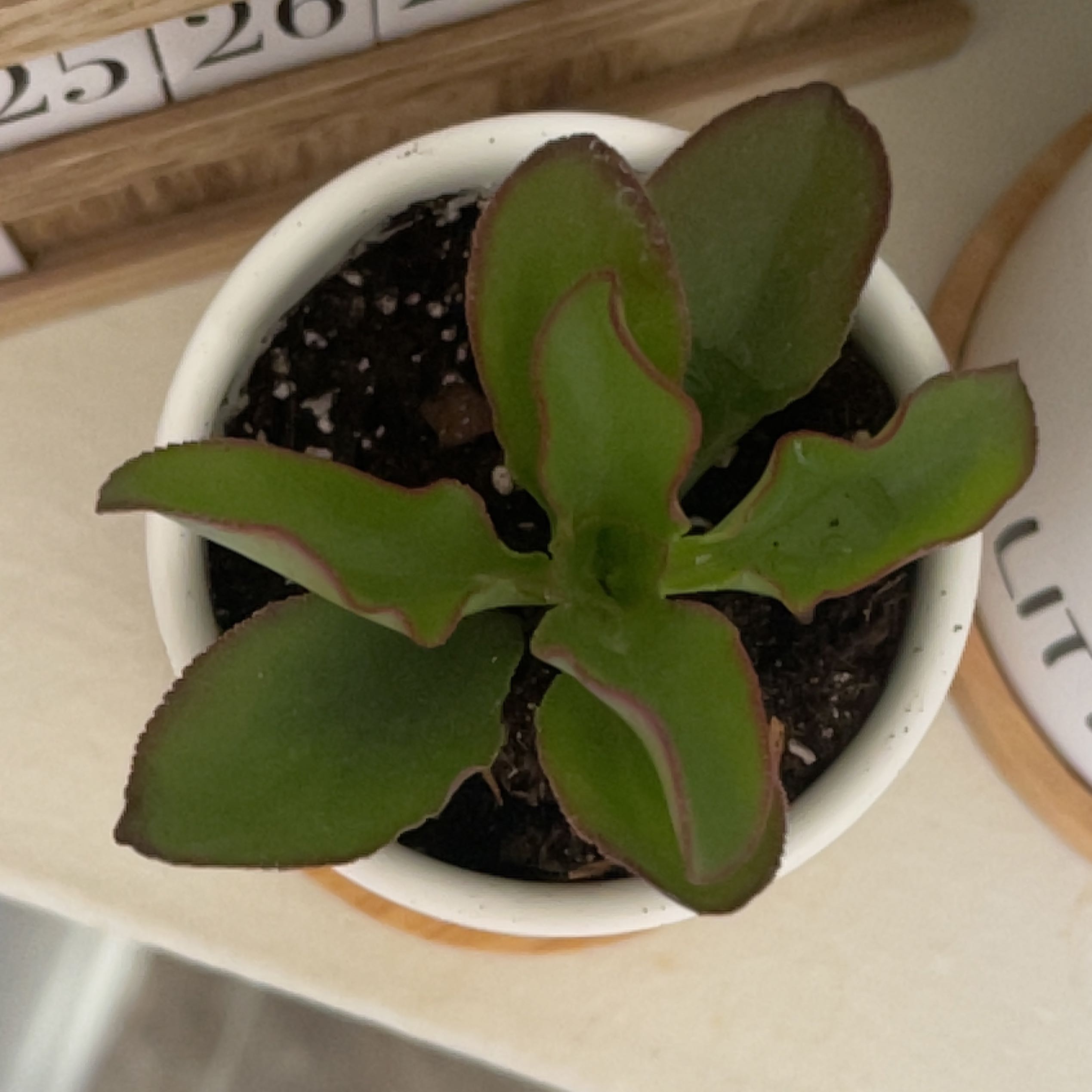 Potted Copper Spoons plant with green leaves edged in reddish-brown.