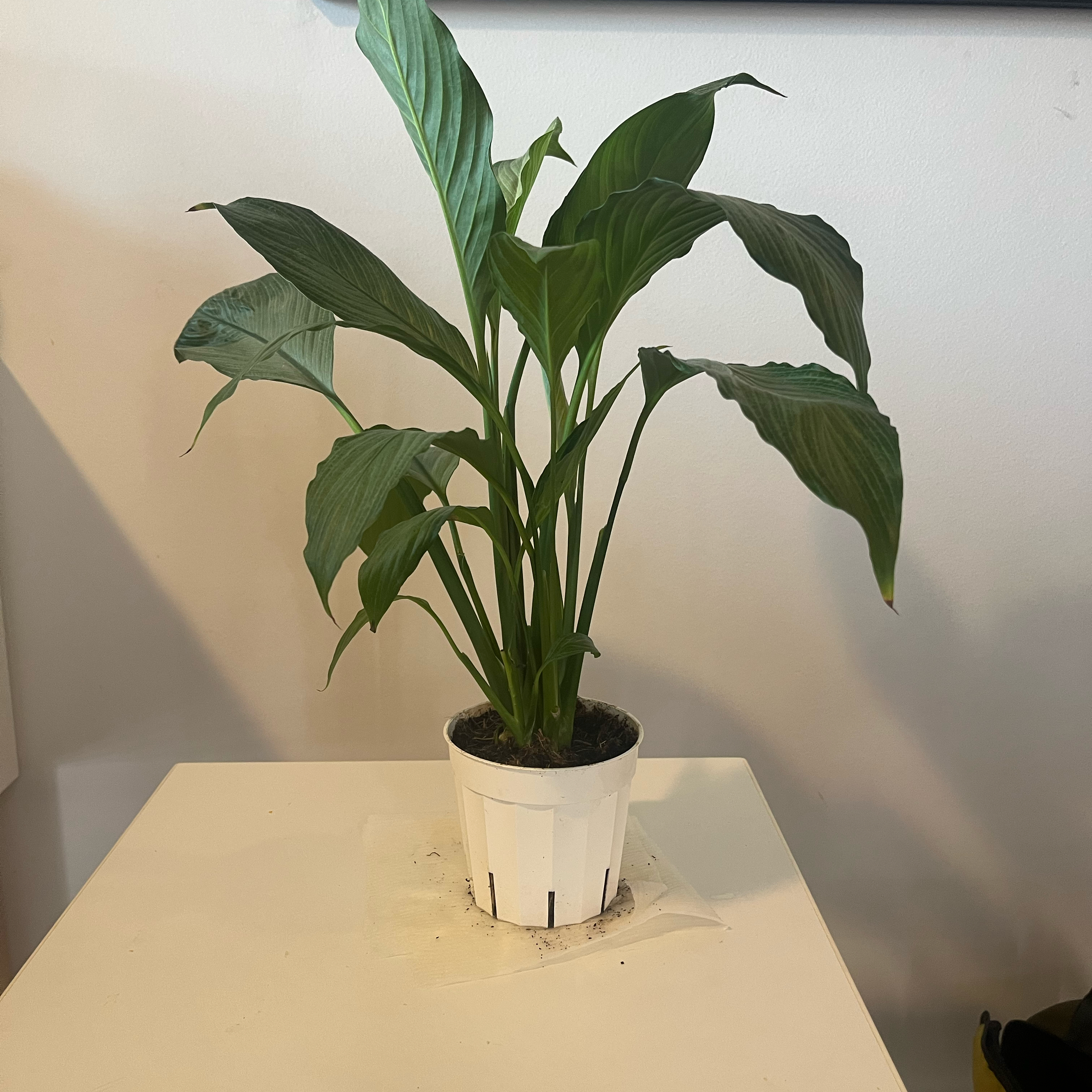 Platinum Mist Peace Lily in a white pot on a white surface, appearing healthy.