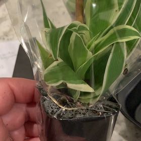Photo of the plant species Himantoglossum robertianum by @HeiressSnowrose named Mollie on Greg, the plant care app