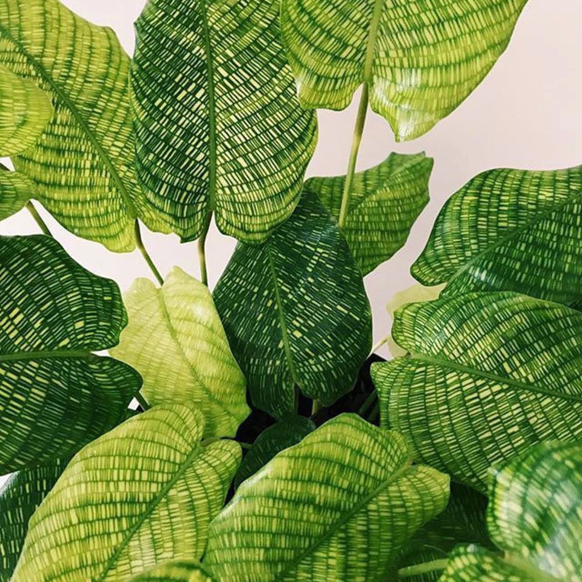 💧 How Much Humidity Does My Calathea Musaica Need?