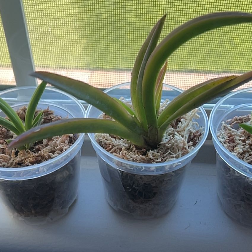 Photo of the plant species Tolumnia Orchid by @SecureSiamtulip named Tolumnia on Greg, the plant care app