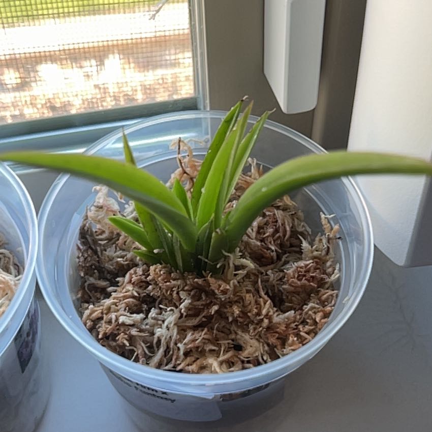 Photo of the plant species Tolumnia Orchid by @SecureSiamtulip named Tolumnia on Greg, the plant care app