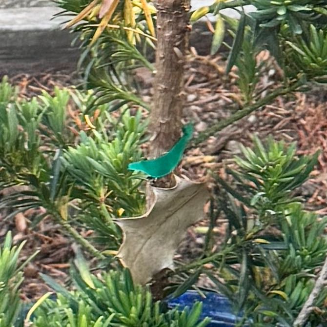 Photo of the plant species Japanese Yew by @CasualNapaea named Rihanna on Greg, the plant care app