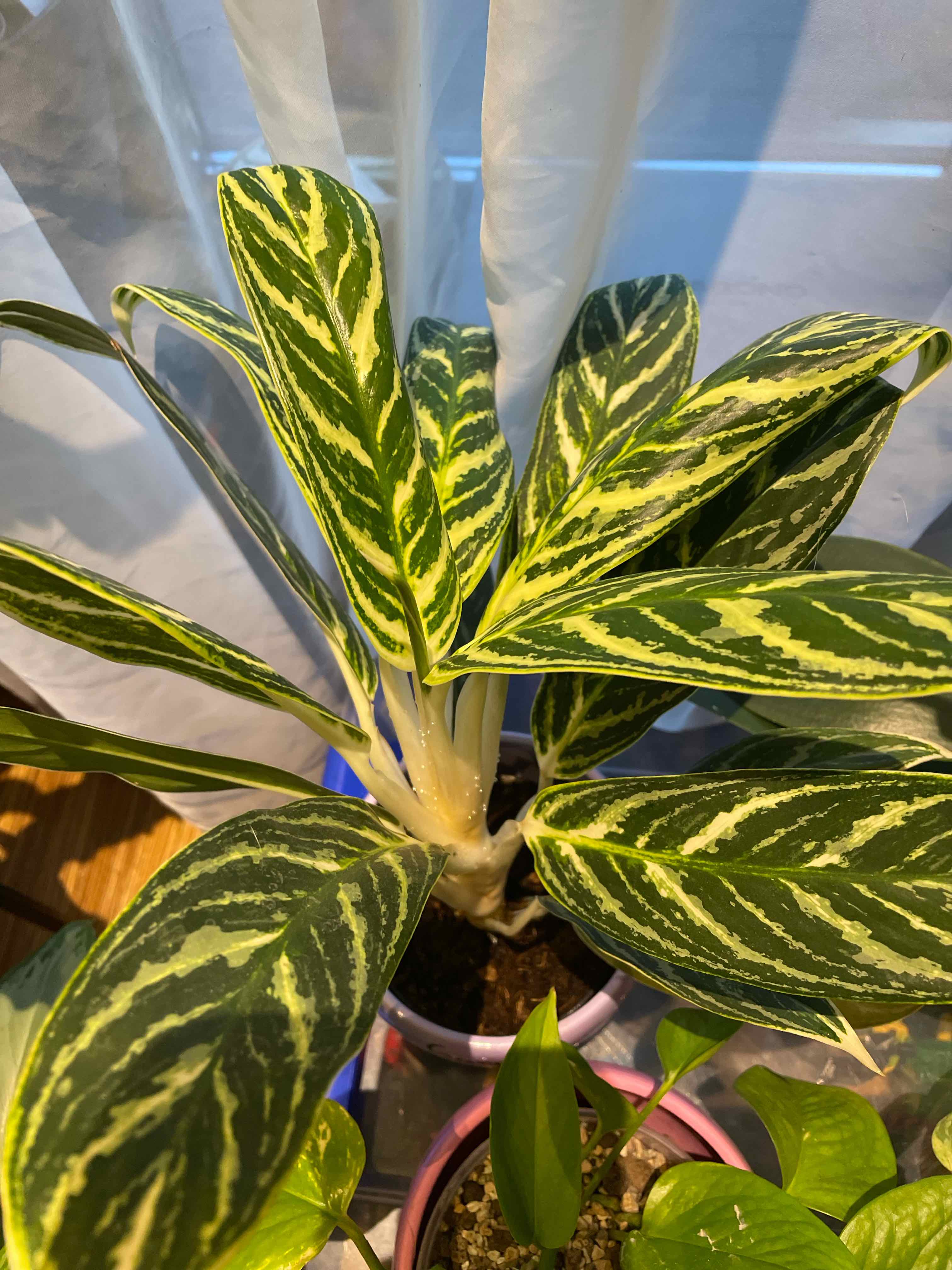 Aglaonema 'Tigress' plant with vibrant, variegated leaves in a pot. Soil is visible.