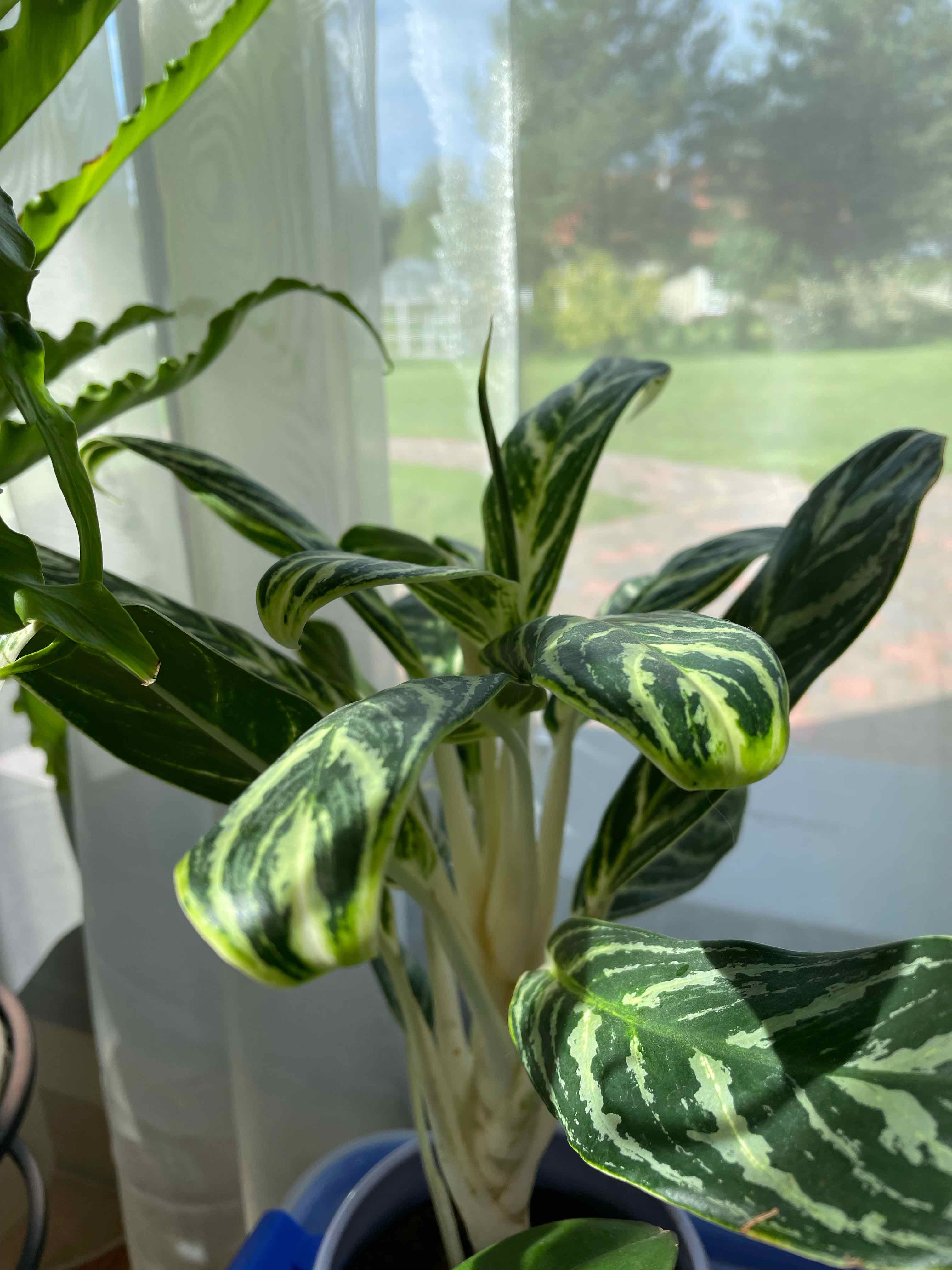 Aglaonema 'Tigress' plant with variegated leaves near a window with natural light.