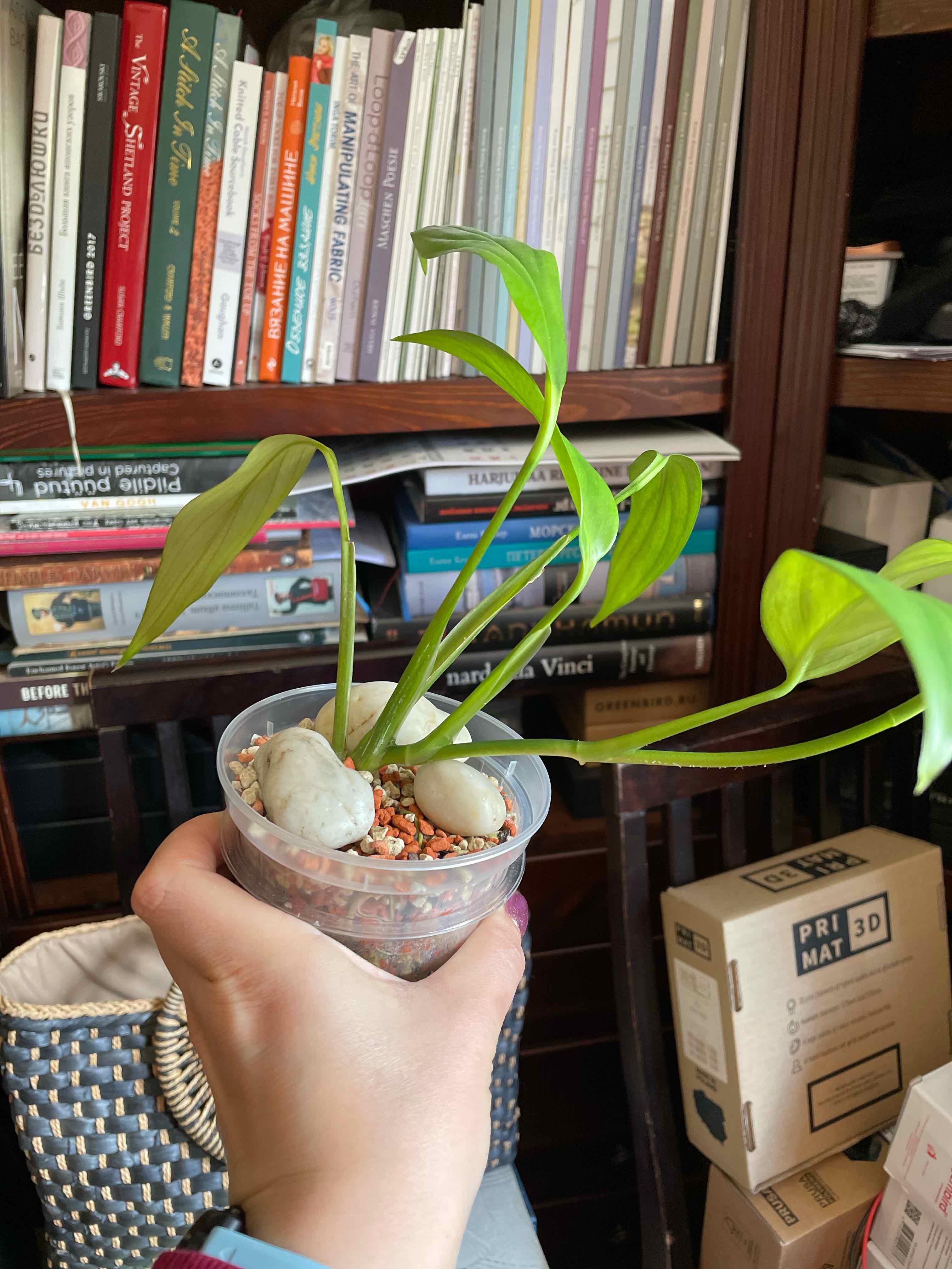 Pothos amplifolia plant in a clear plastic container with visible soil and pebbles, held by a hand.