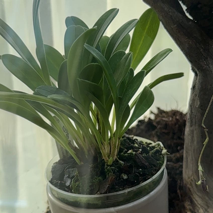 Photo of the plant species Masdevallia by @spiderolga named Masdevallia rolfeana on Greg, the plant care app