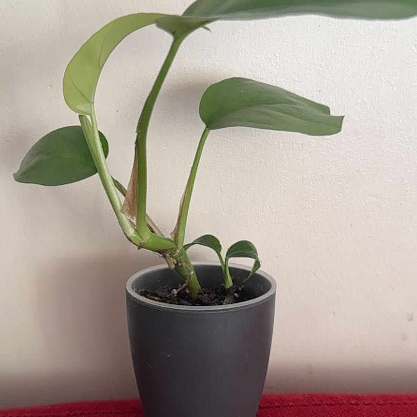 Scindapsus treubii 'Moonlight' plant in a small pot with visible soil and minor leaf browning.
