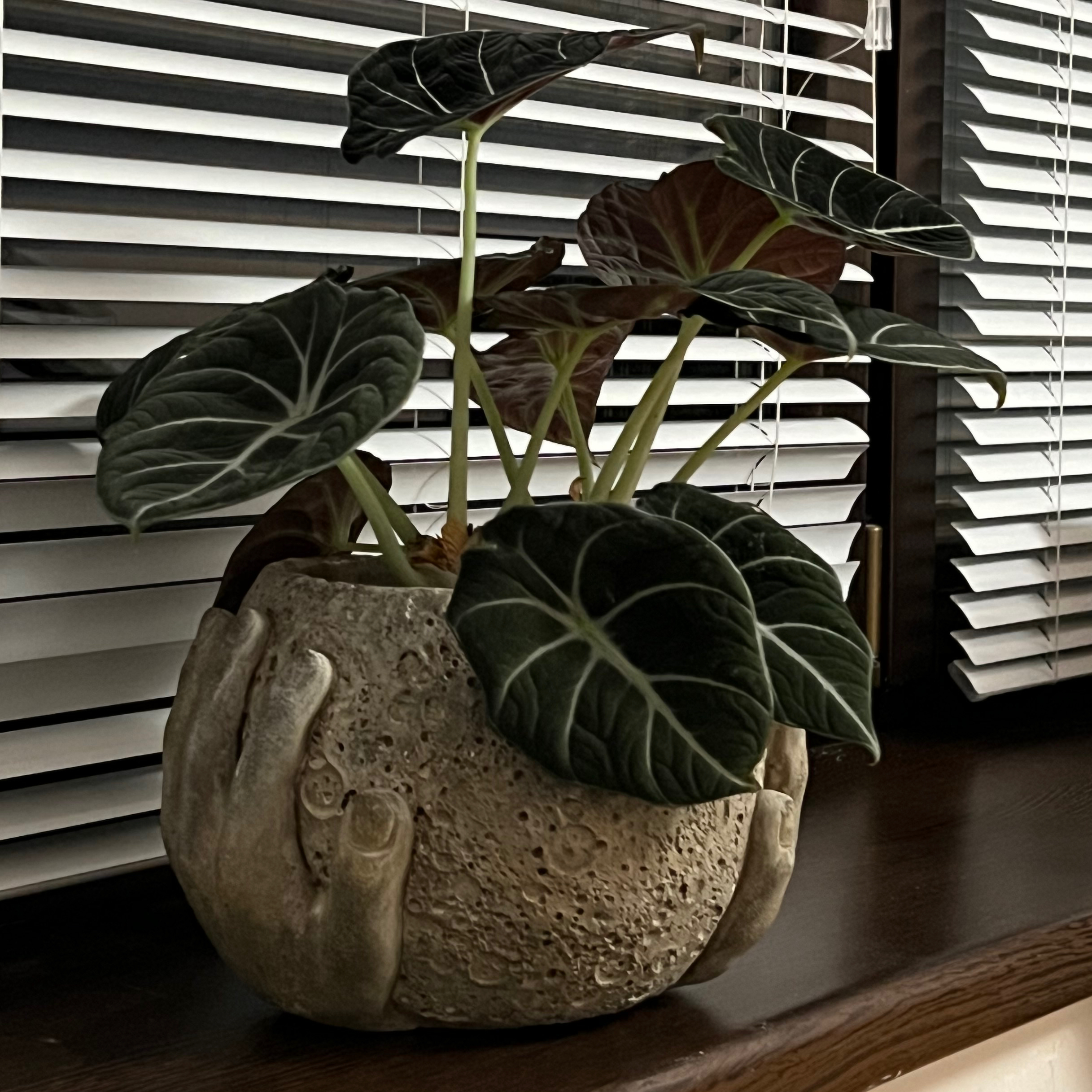 Black Velvet Alocasia plant in a decorative pot with hands, placed on a windowsill.
