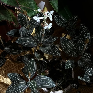 Jewel Orchid plant in Somewhere on Earth