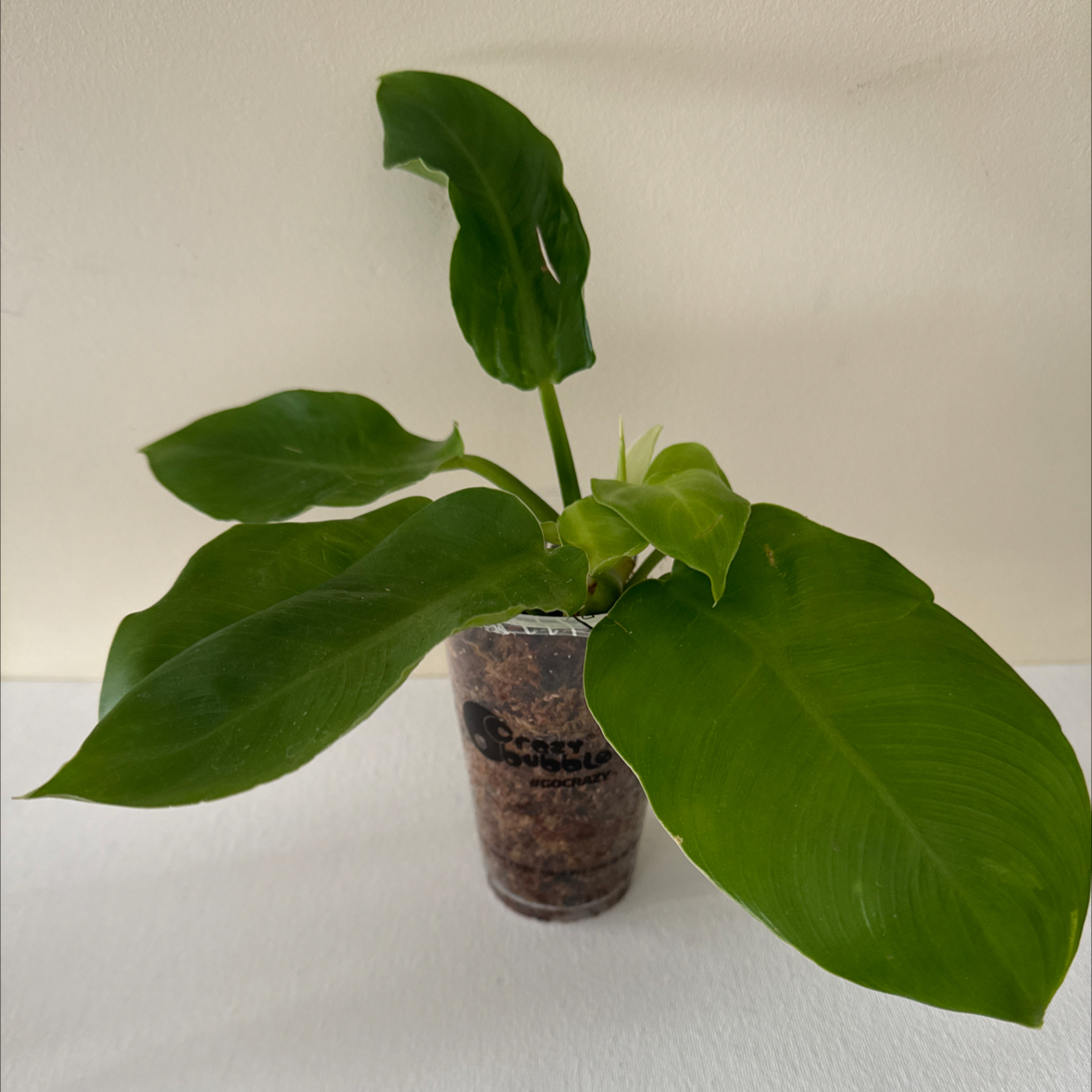 Philodendron 'Moonlight' plant in a clear container with visible soil and healthy green leaves.