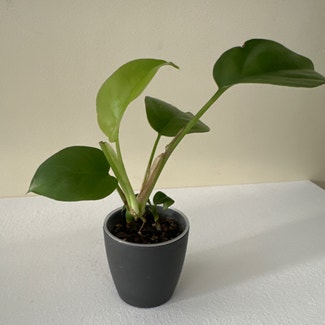 Philodendron 'Moonlight' plant in Somewhere on Earth