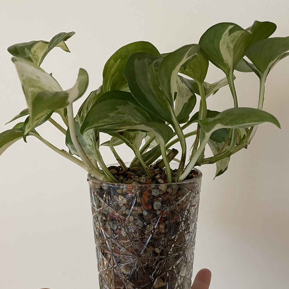 Manjula Pothos plant in a clear pot with visible soil and pebbles.